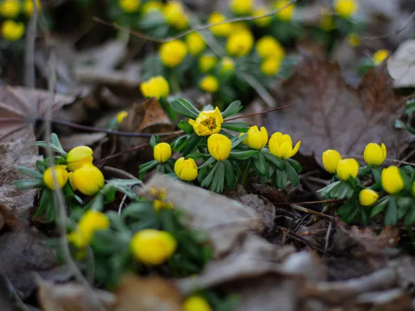 Die ersten Winterlinge lugen durchs alte Herbstlaub